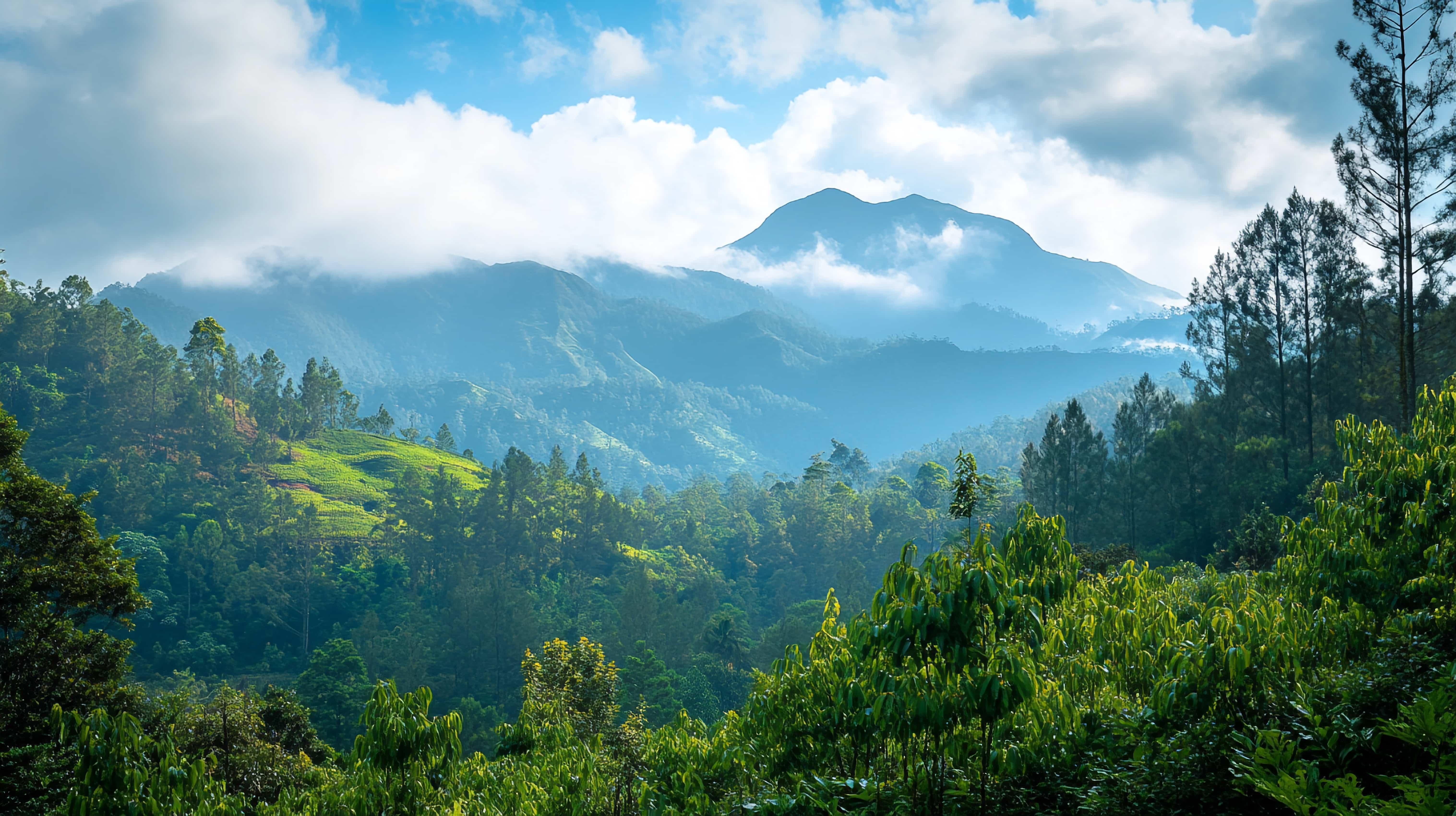 Nuwara Eliya Tea
