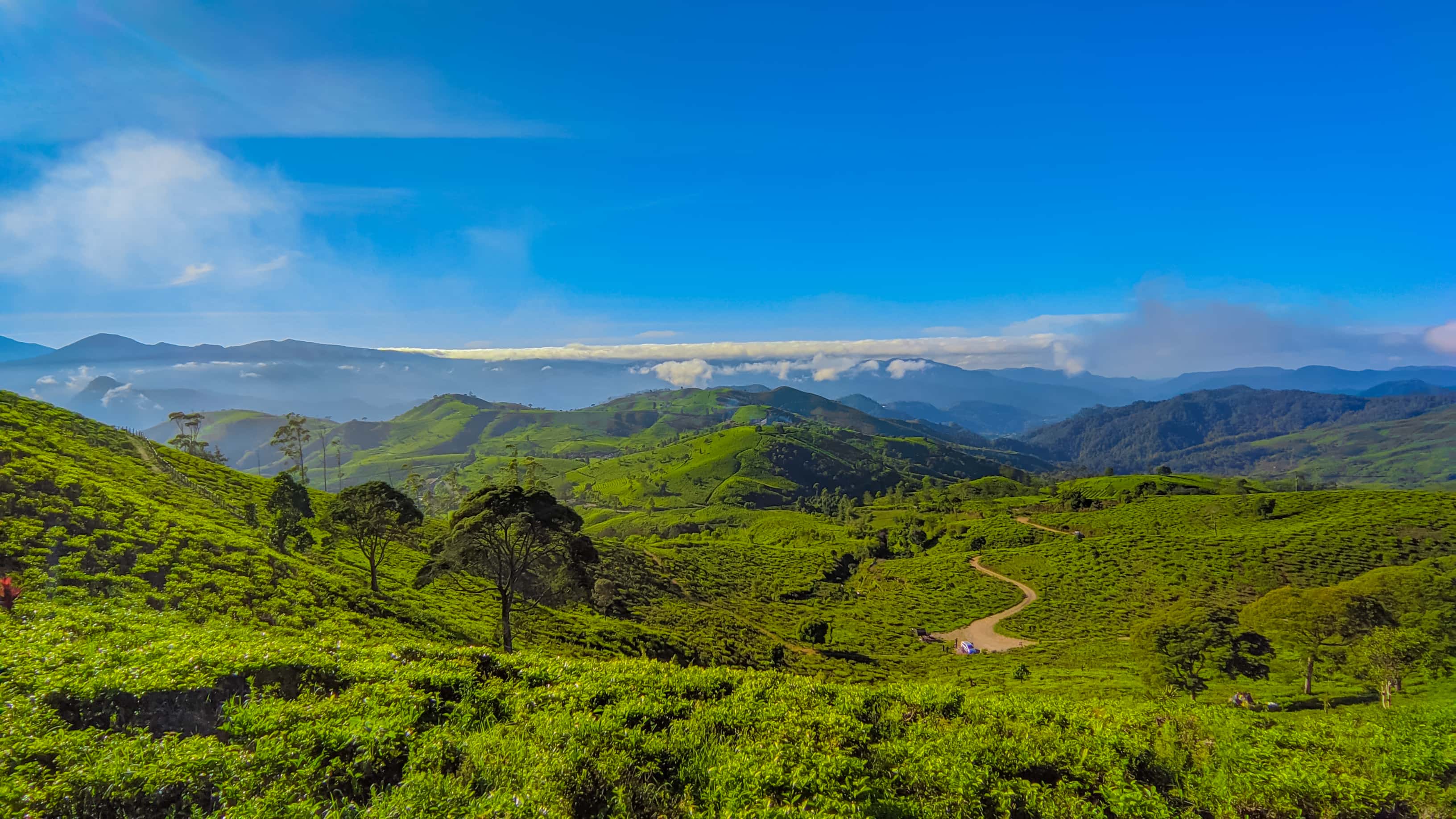 Wildlife Safari & Wilderness Odyssey