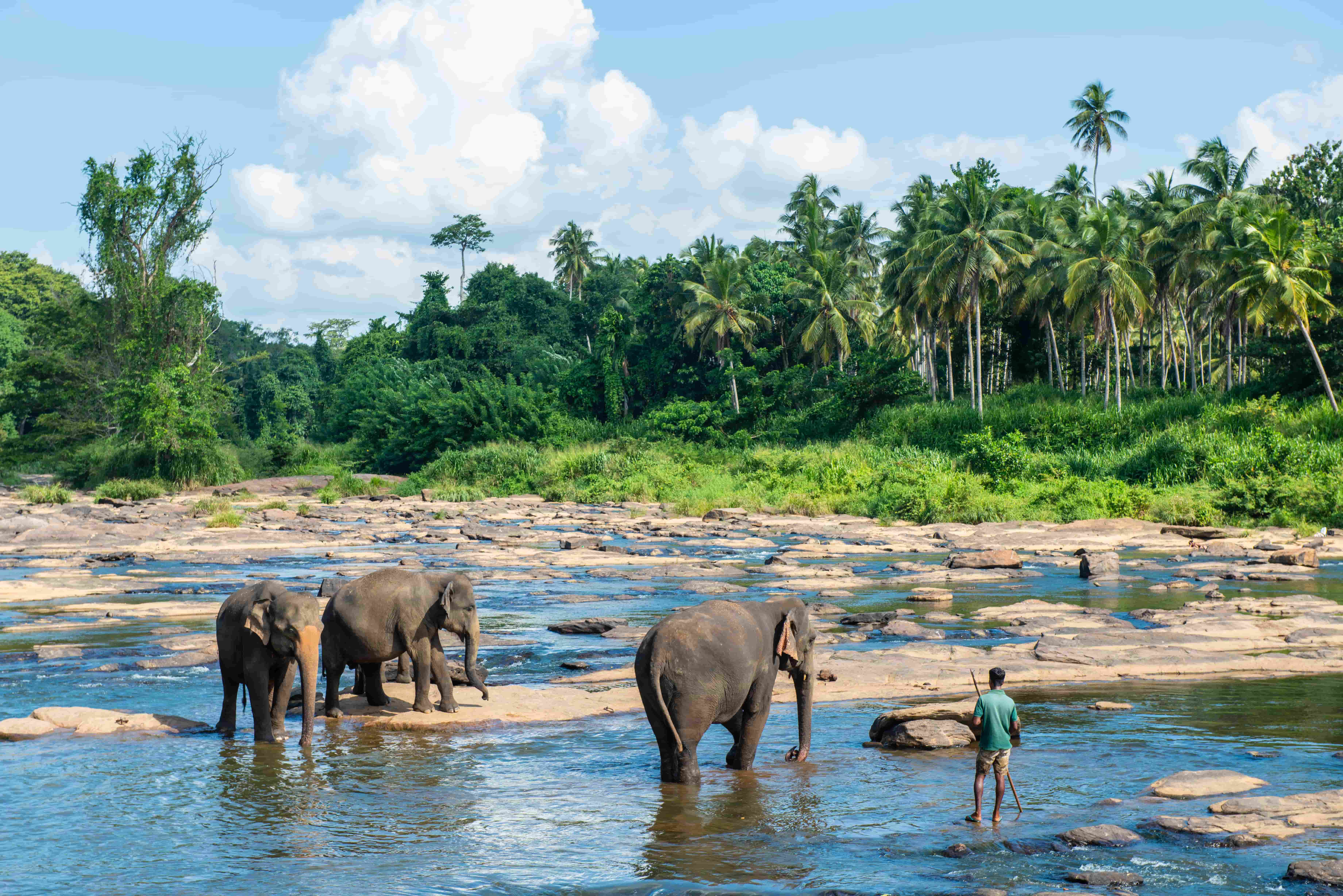 Wildlife Safari